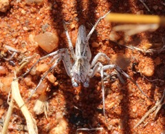 Oxyopes