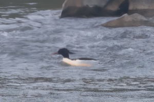 Scaly-sided Merganser