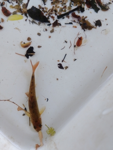 Slender redfin (Pseudobarbus tenuis) — Cyprinidae — 5