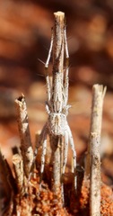 Oxyopes