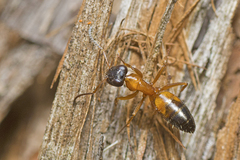 Opisthopsis rufithorax