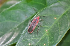 Thunbergia marginata