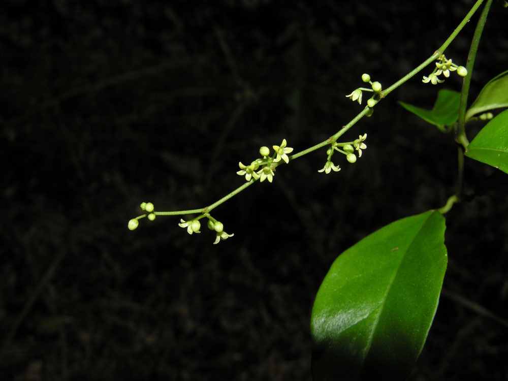 Tassadiinae