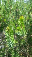 Melaleuca rupestris