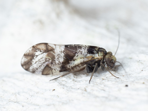 Loensia fasciata (Fabricius, 1787)