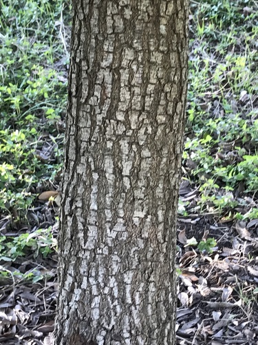 Texas live oak