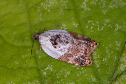 Garden Rose Tortrix