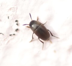 Ptomaphagus sericatus