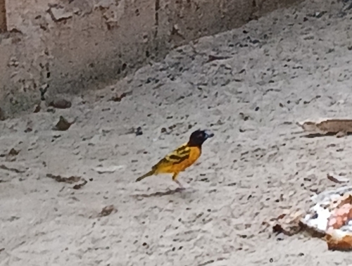 Village Weaver