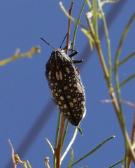 Julodis