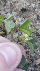 Medicago polymorpha