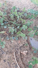 Medicago polymorpha
