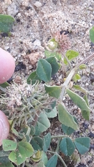 Medicago polymorpha
