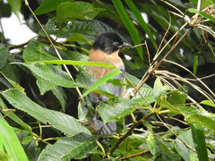 Heterophasia capistrata