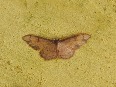 Idaea protensa