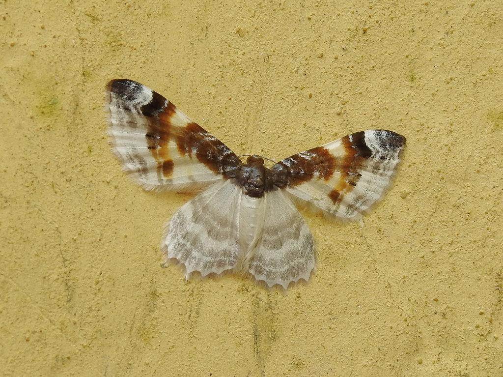 Agnibesa plumbeolineata