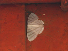 Micronidia unipuncta