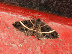 Harutalcis atrostipata