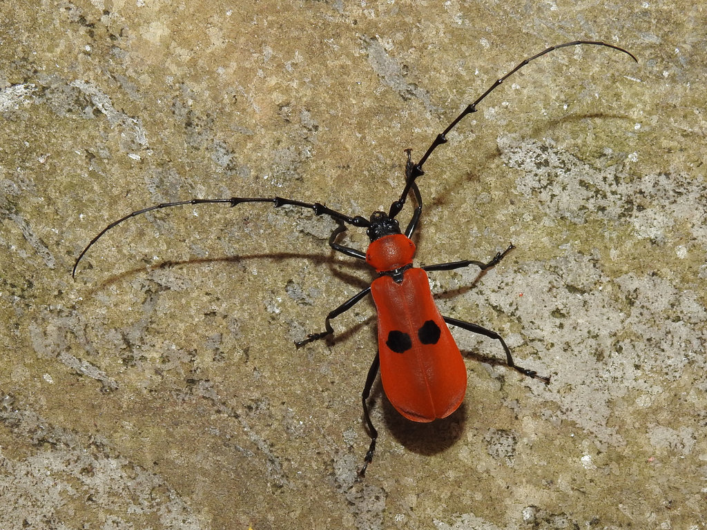 Rosalia gravida