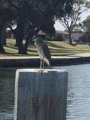 Nycticorax caledonicus
