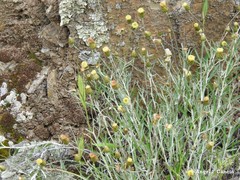 Brachypodium distachyon