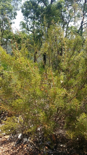 Image of Hakea erinacea by (c) Helium Luo, some rights reserved (CC BY)