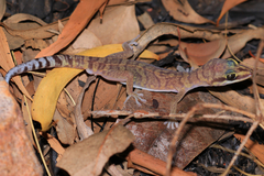 Gracile Velvet Gecko photo 5