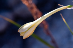 Cyrtanthus leucanthus