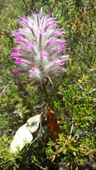 Ptilotus manglesii