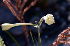 Cyrtanthus leucanthus