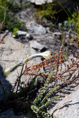 Cyrtanthus leucanthus