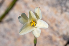 Cyrtanthus leucanthus