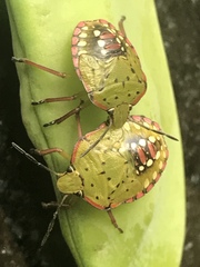Nezara viridula