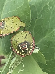 Nezara viridula
