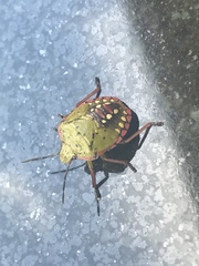 Nezara viridula