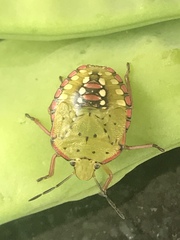 Nezara viridula