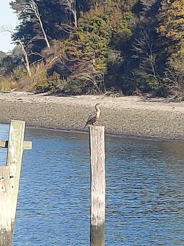 Double-crested Cormorant