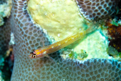 Christmas Dwarfgoby photo 2
