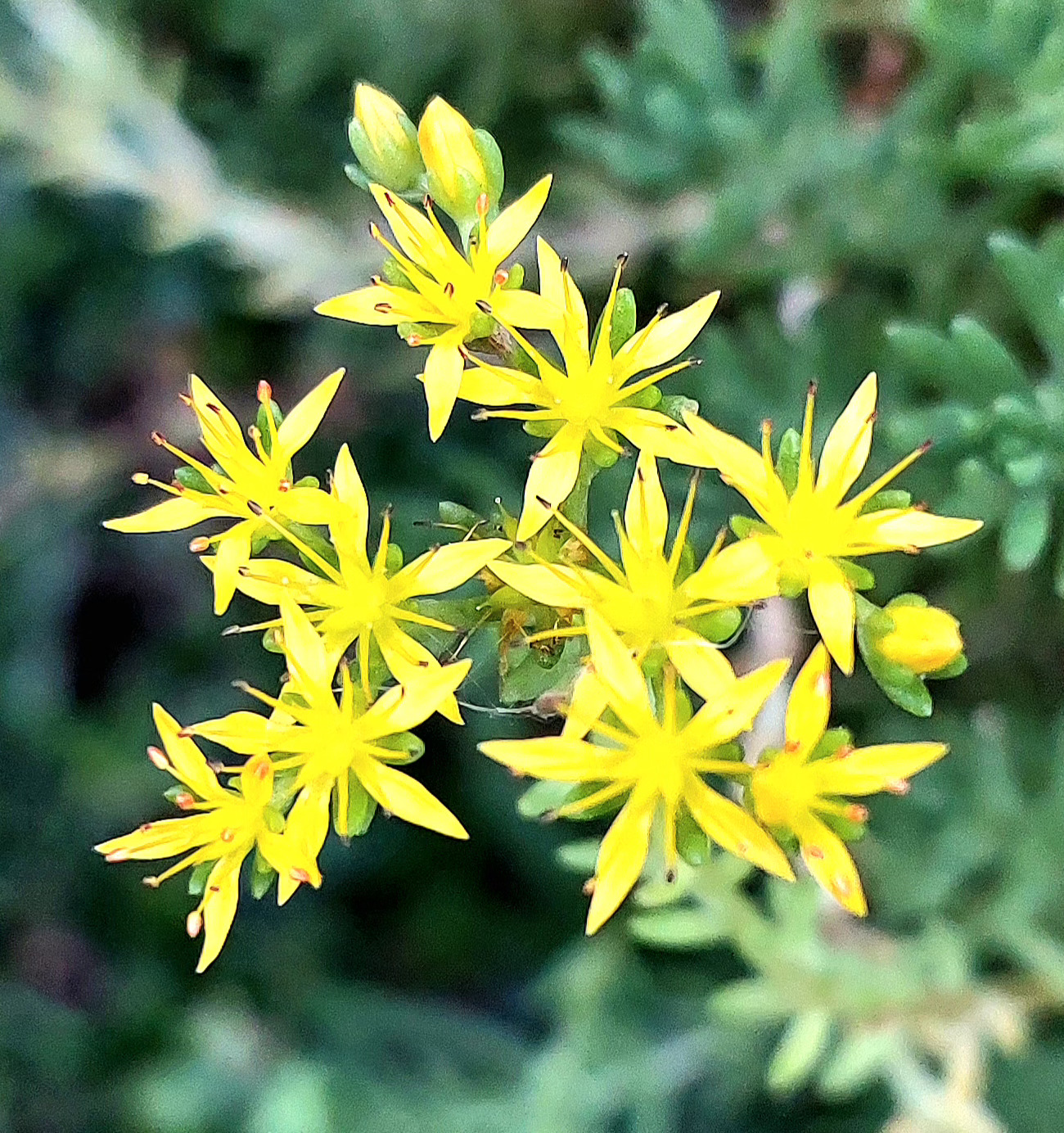 Sedum mexicanum
