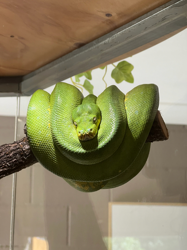 Southern Green Python sighting