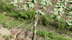 Diploderma polygonatum xanthostomum