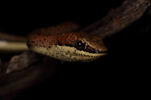 Eastern Stripe-bellied Sand Snake