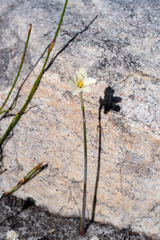 Cyrtanthus leucanthus