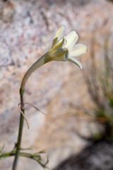 Cyrtanthus leucanthus