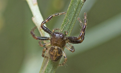 Xysticus bimaculatus