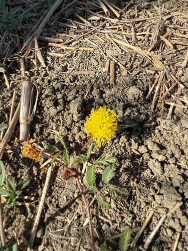Yellow Puff (Neptunia lutea)