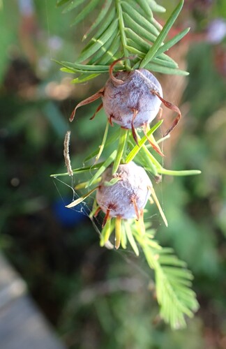 Unknown species found near Gadsden County, FL, USA