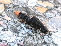 Platydracus mysticus