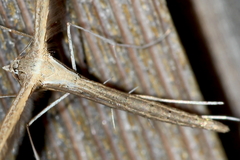 Stenoptilia
