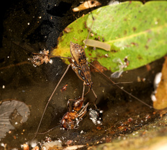 Tenagogonus zambezinus